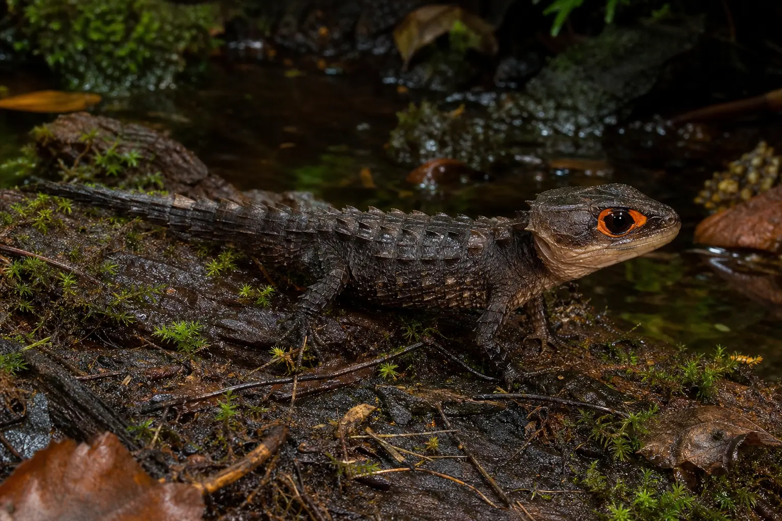 Adult red-eyed crocodile skink beside shallow forest water with its complete dark armored body, pointed dorsal scales, and vivid orange-red eye ring in view.