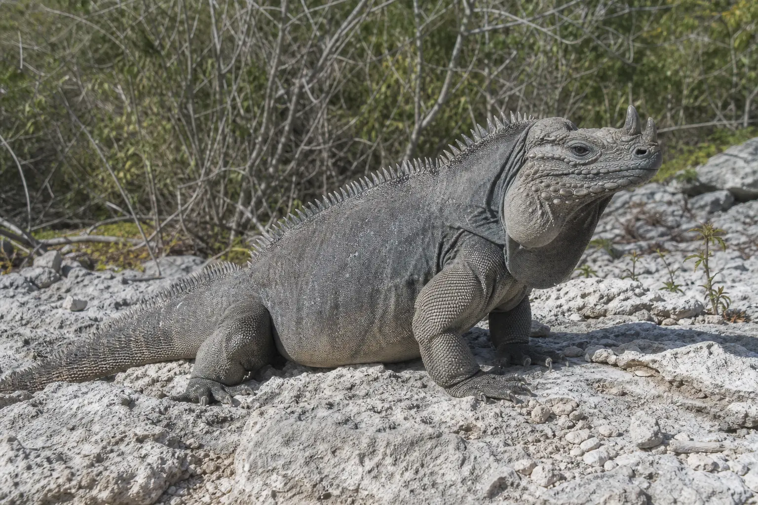 Adult male rhinoceros iguana on Caribbean limestone with its complete heavy slate-gray body, three horn-like snout scales, jowls, crest, and thick tail in view.