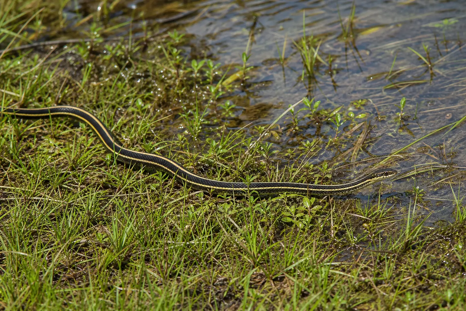 Adult ribbon snake moving through wet-meadow grass with its complete very slender dark body, three yellow stripes, and delicate head in clear view.