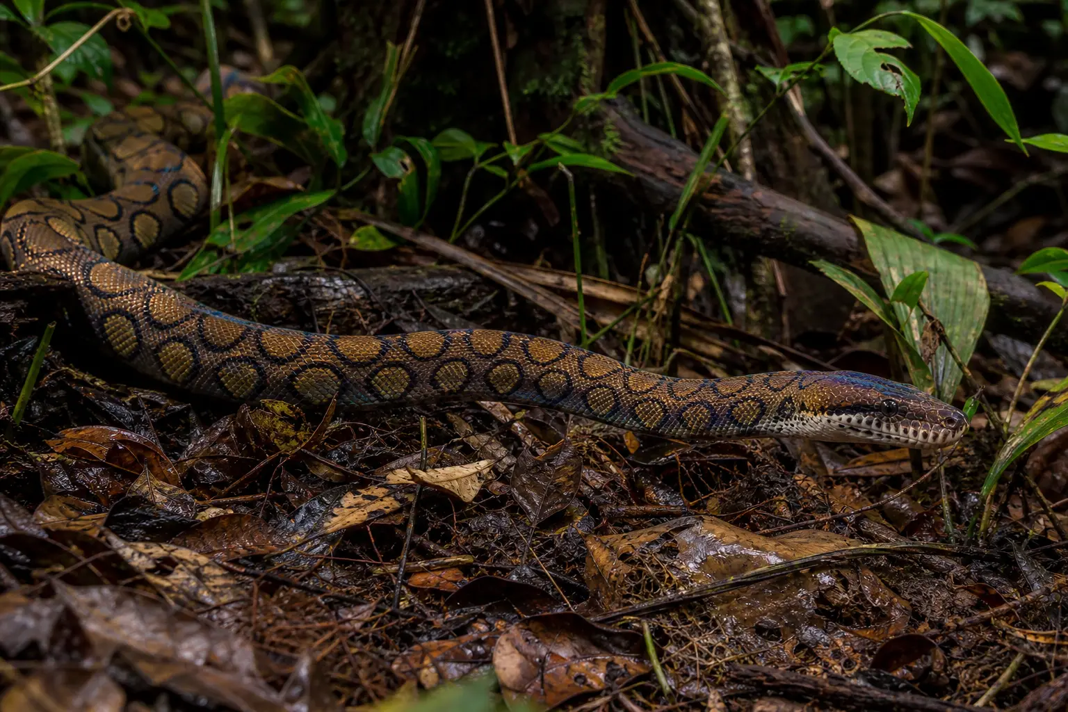 Adult Bismarck ringed python crossing Papua New Guinea forest litter with its complete golden-brown and black-ringed body and clear head in view.
