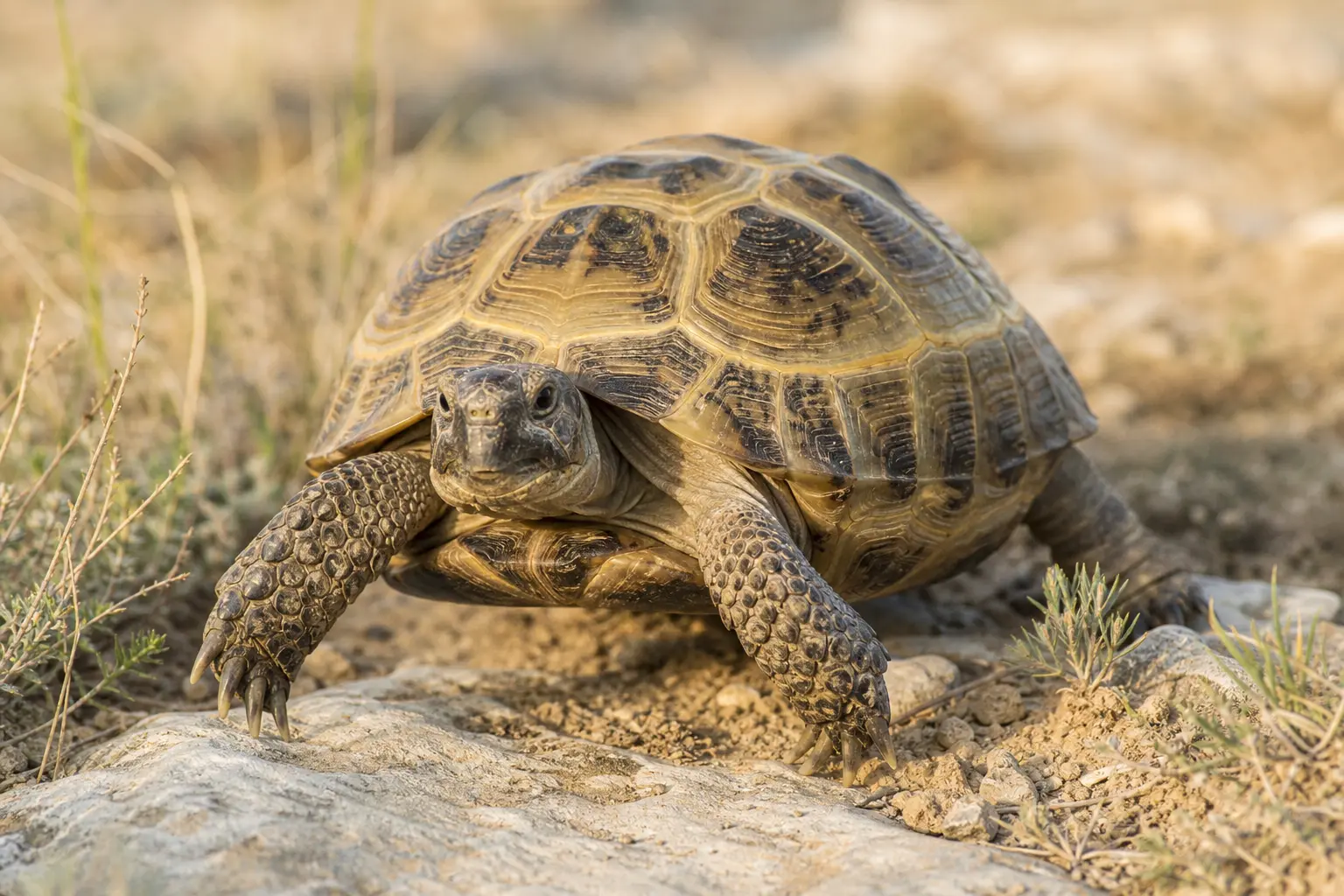 Adult Russian tortoise walking across dry steppe soil with its rounded patterned shell, sturdy forelegs, and bright face in clear view.