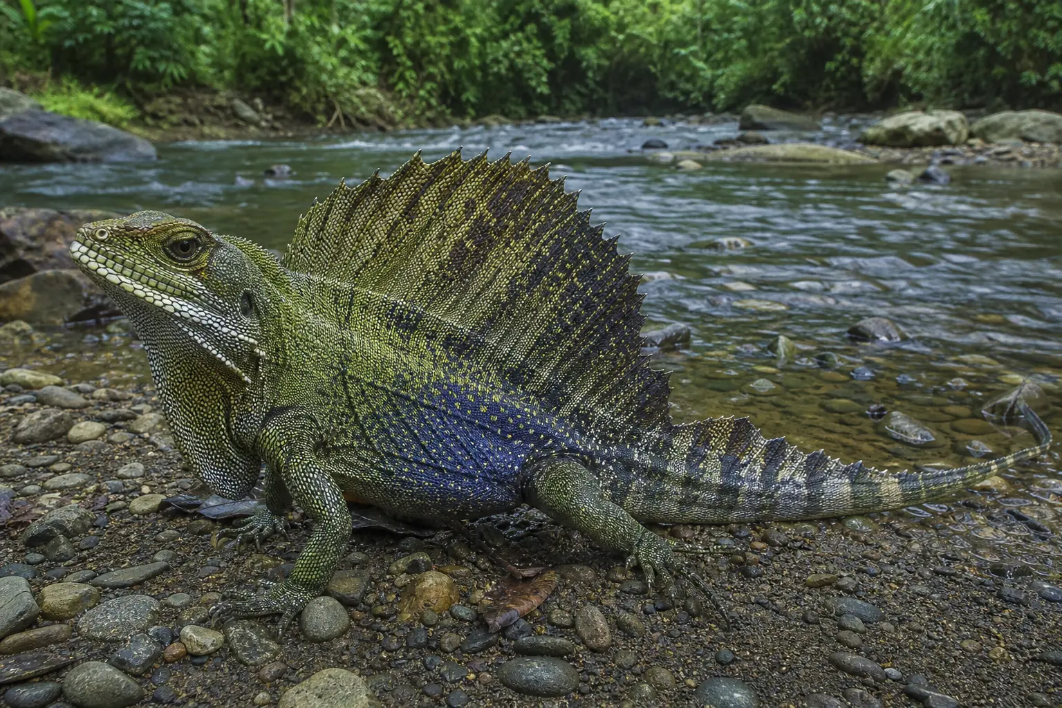 Adult male Philippine sailfin dragon beside a rainforest river with its complete olive-blue body, tall back and tail sail, powerful limbs, and long tail in view.
