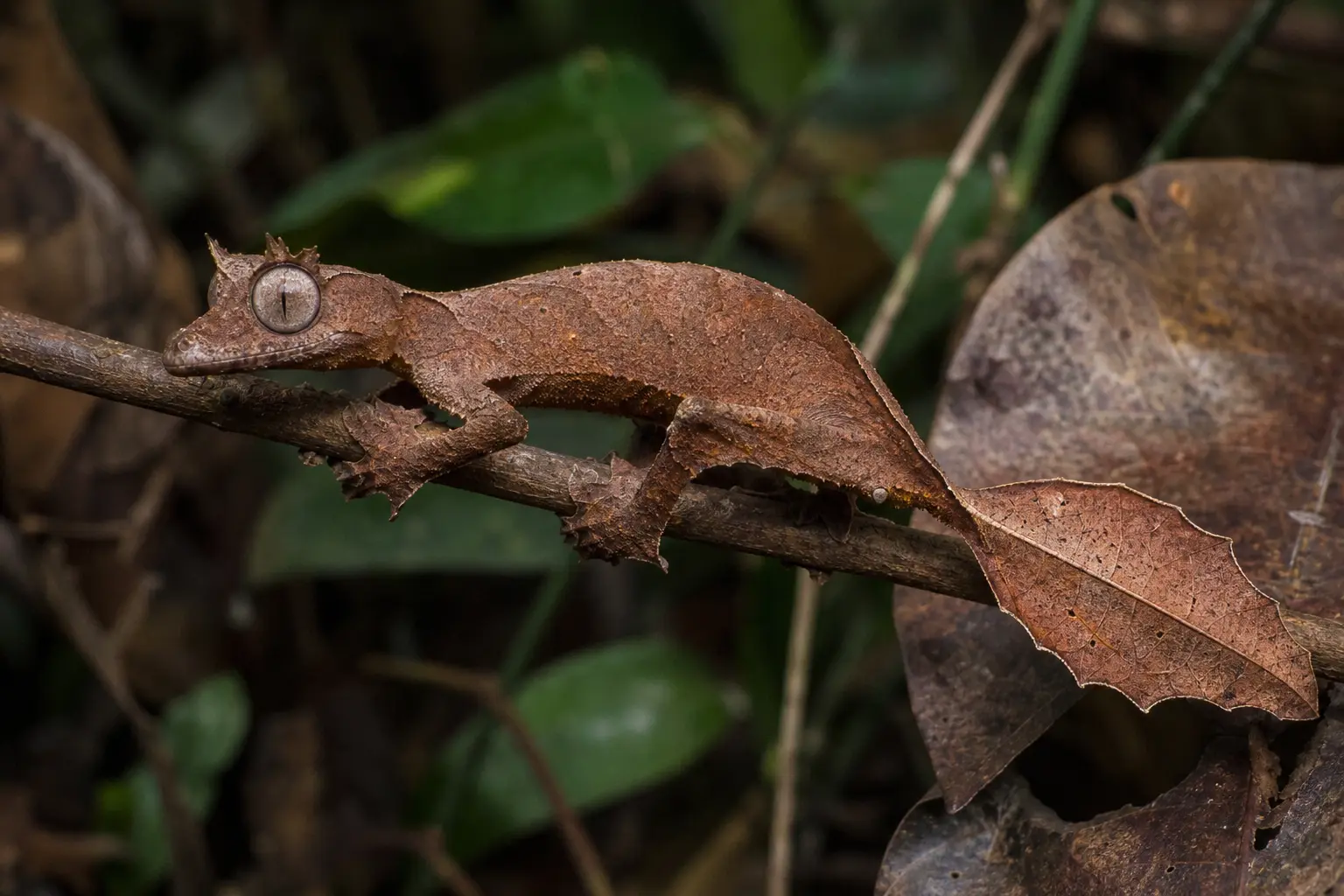 Adult satanic leaf-tailed gecko on a Madagascar understory twig with its complete rust-brown body, horn-like brows, huge eye, broad feet, and veined dead-leaf tail in view.