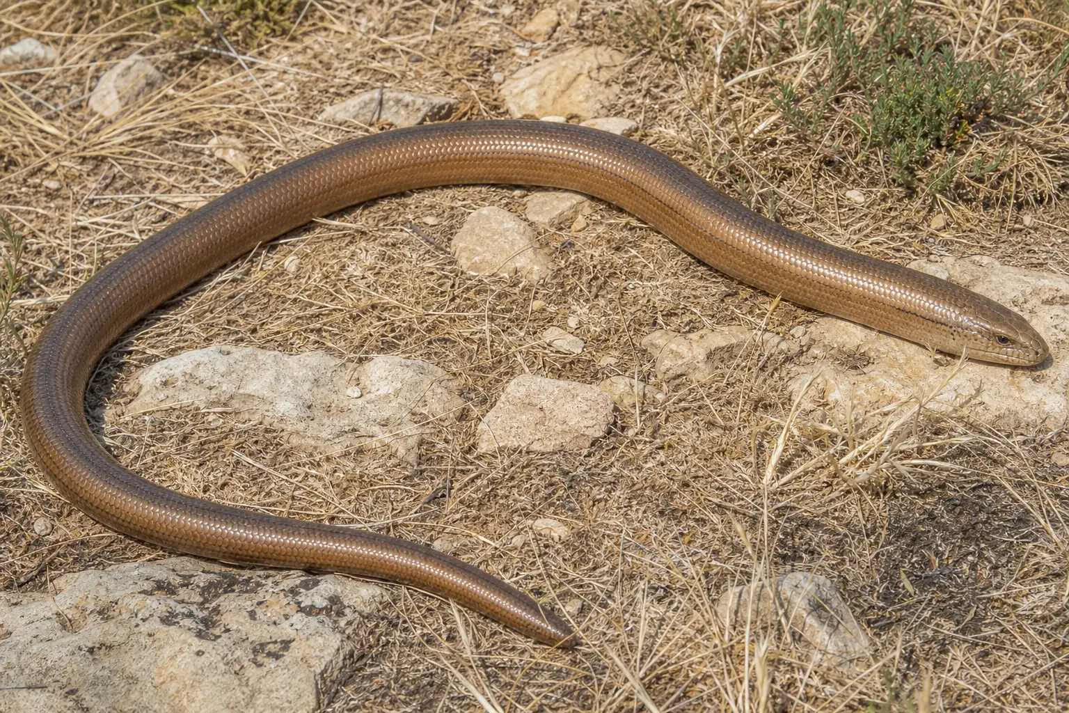 Adult sheltopusik crossing dry Mediterranean ground with its bronze legless lizard body, blunt head, visible eyelid, ear opening, and long lateral groove in clear view.
