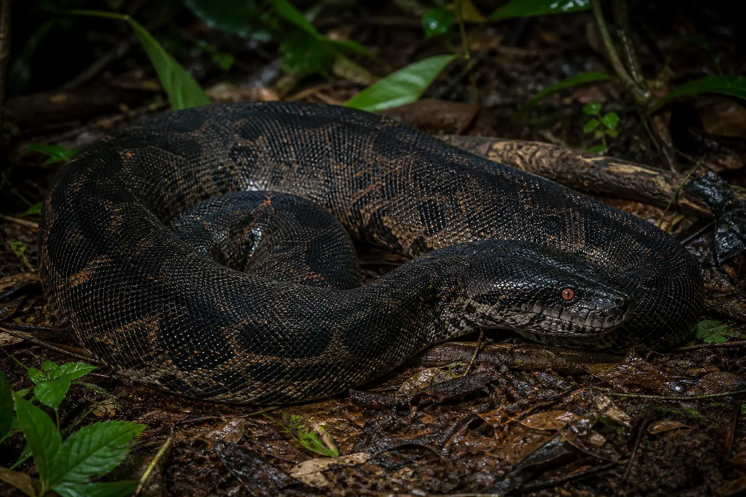 Adult Sumatran short-tailed python resting on humid forest litter with its complete thick dark body, muted rust markings, red eye, and broad head in clear view.