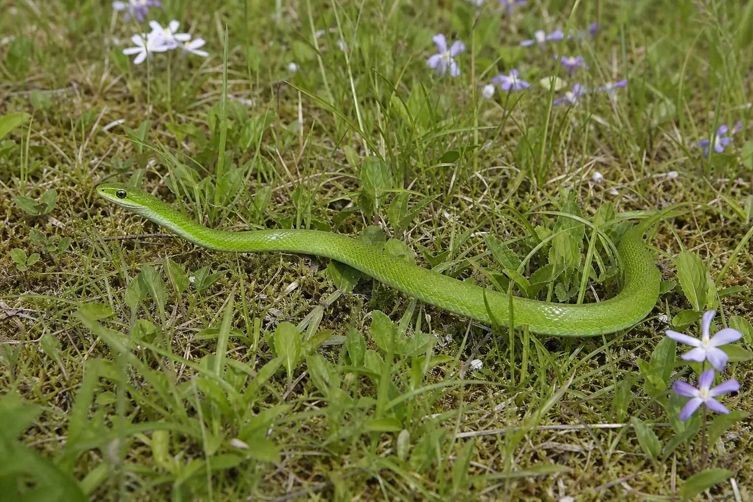 Adult smooth green snake moving through a wildflower meadow with its complete bright green body, smooth scales, and small head in clear view.