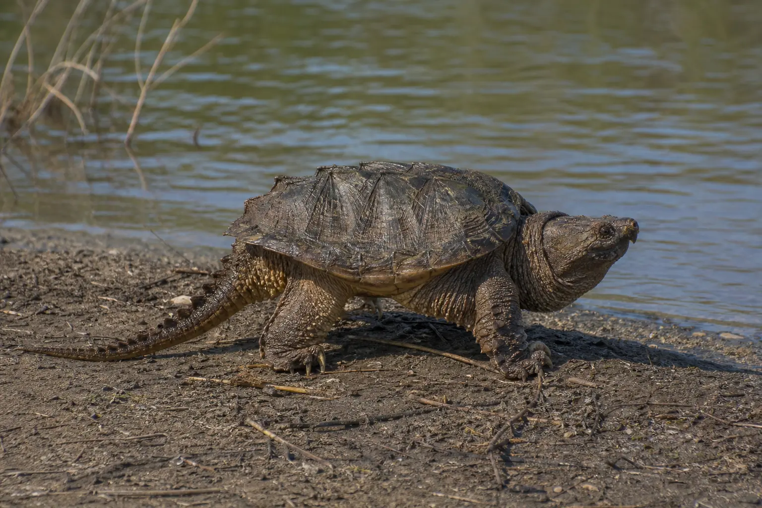 Adult common snapping turtle at a muddy pond edge with its complete rugged ridged shell, massive hooked head, powerful legs, and long saw-toothed tail in view.
