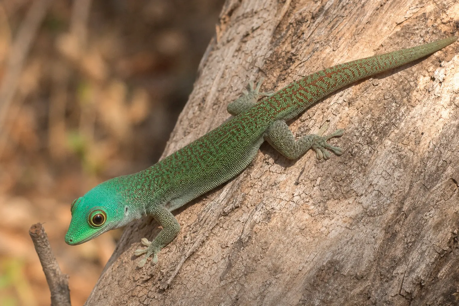 Adult Standing's day gecko on a Madagascar dry-forest trunk with its complete robust gray-green reticulated body, turquoise-green head, round eye, and adhesive toes in view.
