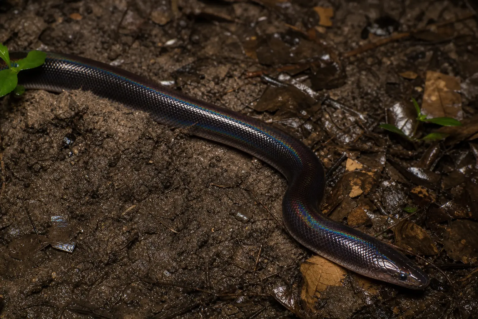 Adult sunbeam snake emerging from damp forest soil with its complete dark body, blue-violet iridescence, and wedge-shaped head in clear view.