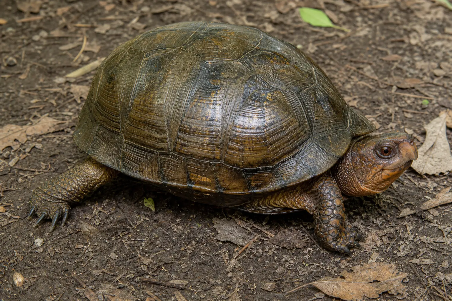 Adult three-toed box turtle on woodland soil with its complete subdued olive-brown domed shell, warm brown head, sturdy legs, and hind foot in view.