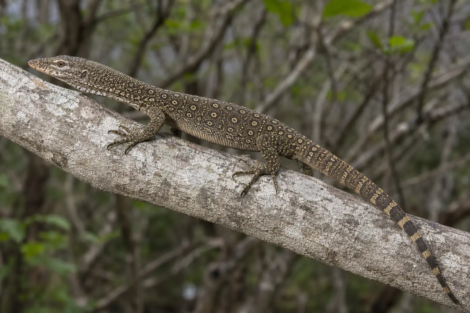 Adult Timor monitor on a dry-forest branch with its complete dark olive body, cream eye-spots, narrow head, strong claws, and long banded tail in view.