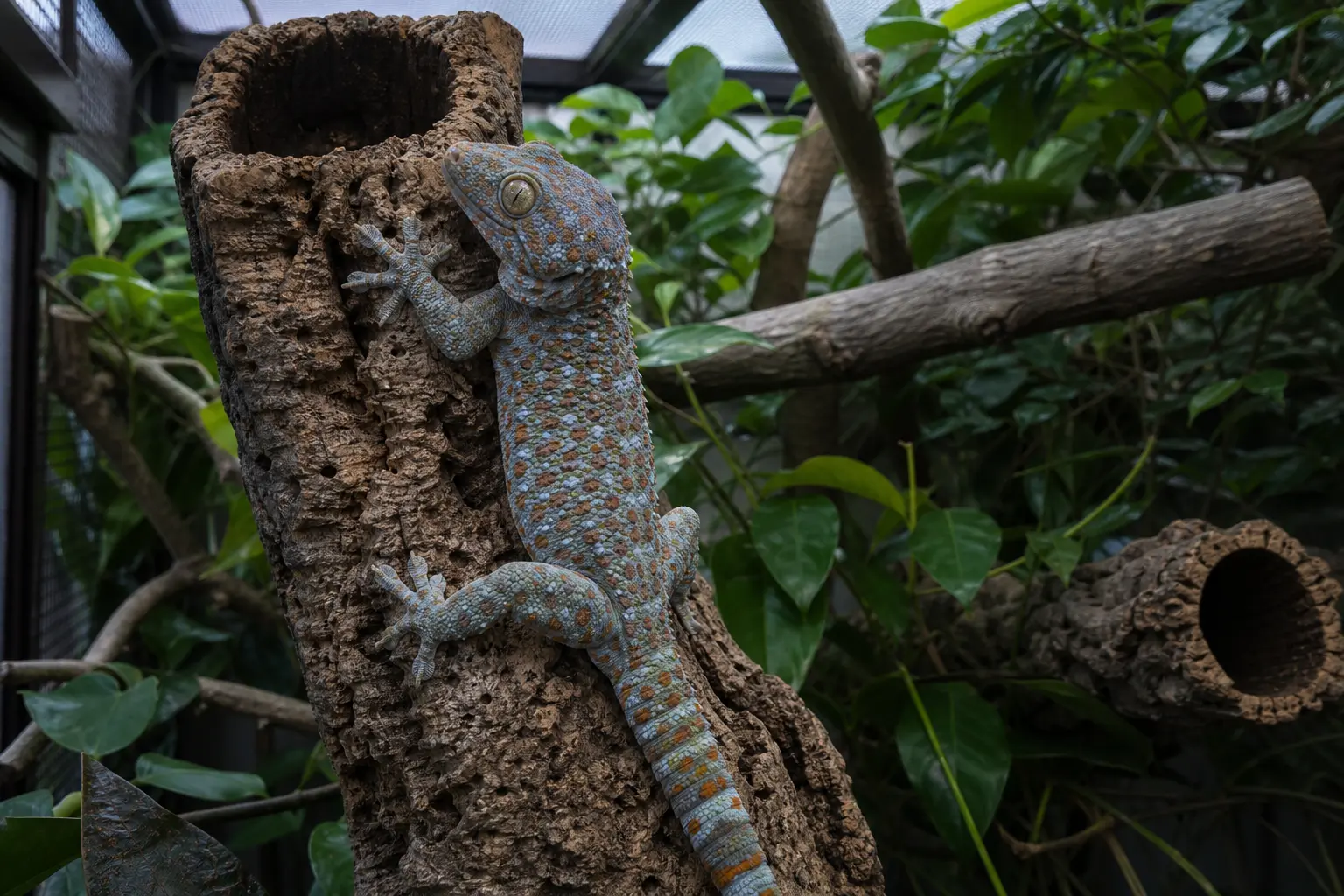 Adult Tokay gecko climbing a thick cork hollow in a tall planted enclosure, with its full body, broad toe pads, orange-spotted pattern, and secure routes visible.