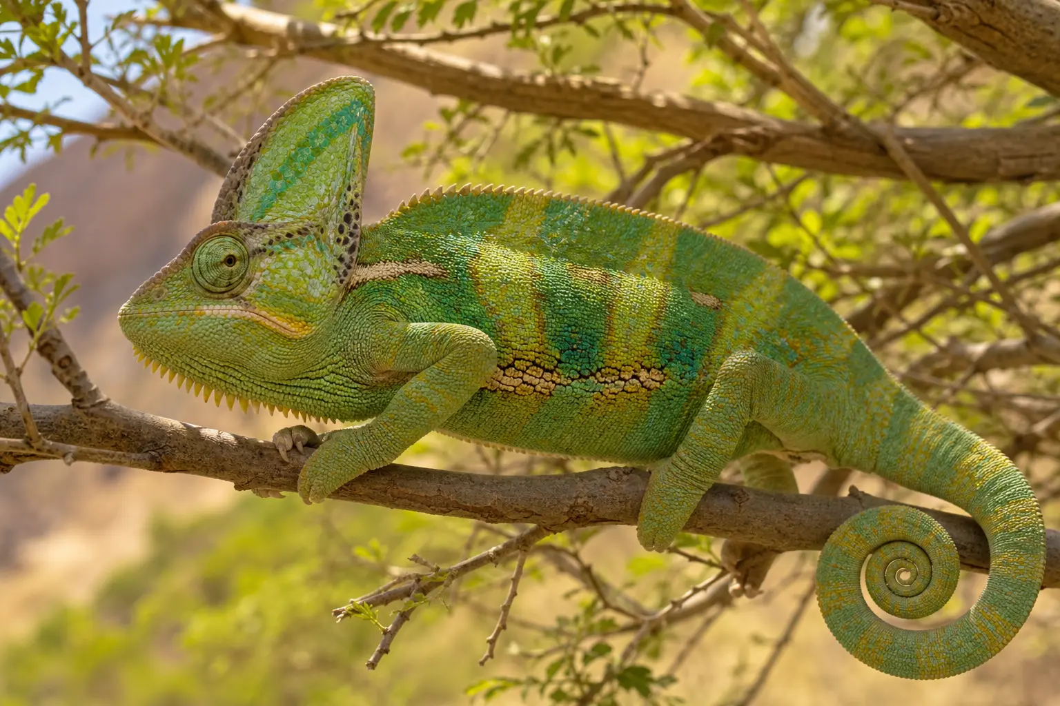 Adult male veiled chameleon crossing a sunlit shrub with its tall casque, banded green body, gripping feet, watchful eye, and coiled tail in clear view.