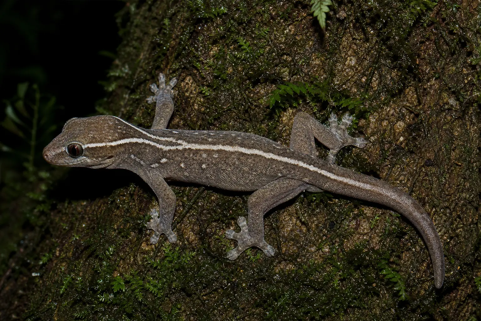 Adult white-lined gecko on a rainforest trunk with its complete body, broad pale dorsal stripe, toe pads, and clear eye in view.