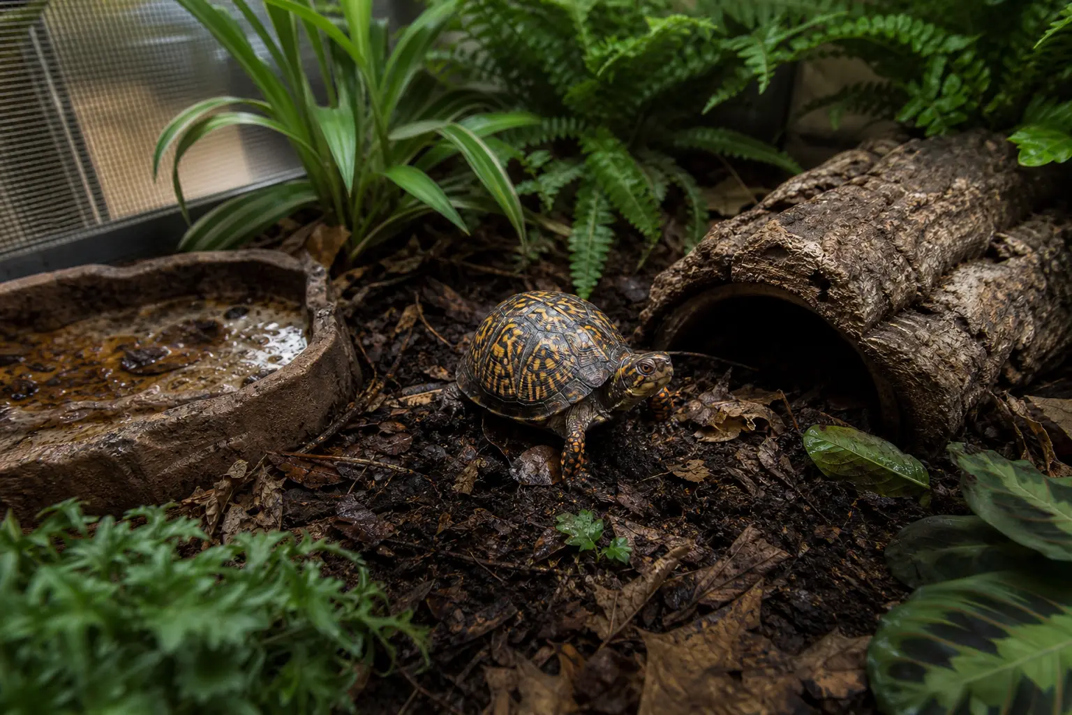 Eastern box turtle exploring deep forest-floor substrate beside a shallow water dish and cork hide.