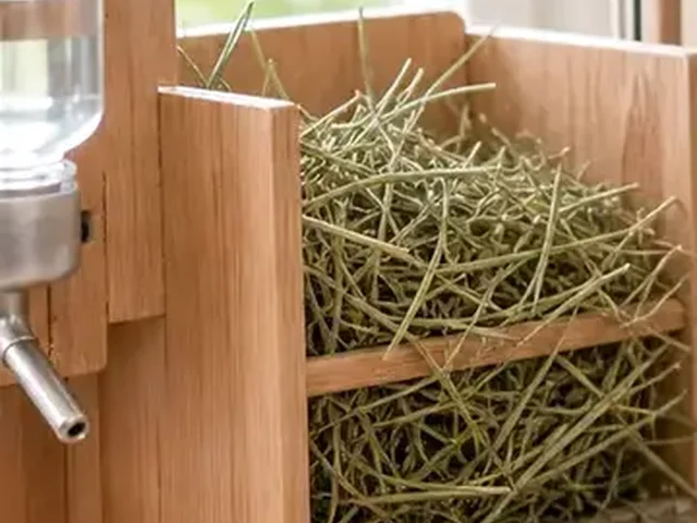 Open hay station with clean grass hay for a chinchilla.
