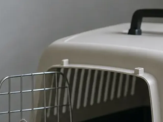 Hard-sided carrier for chinchilla transport.