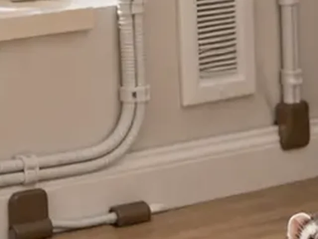 Cord covers protecting household cords before ferret play.