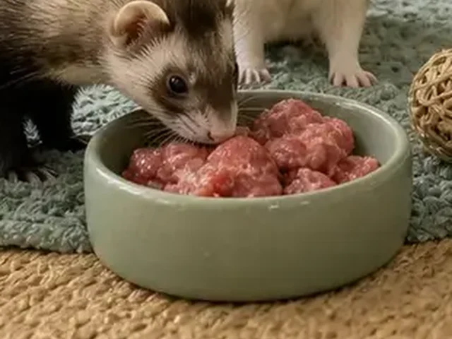 Heavy washable bowl for a ferret meal.
