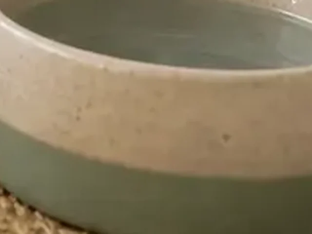 Stable water bowl in a ferret care setup.