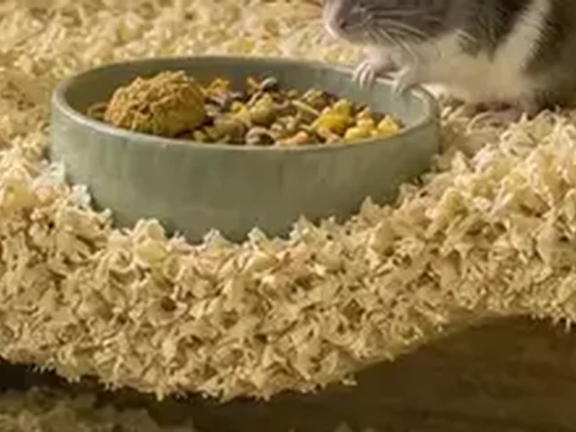 Stable ceramic gerbil food bowl.