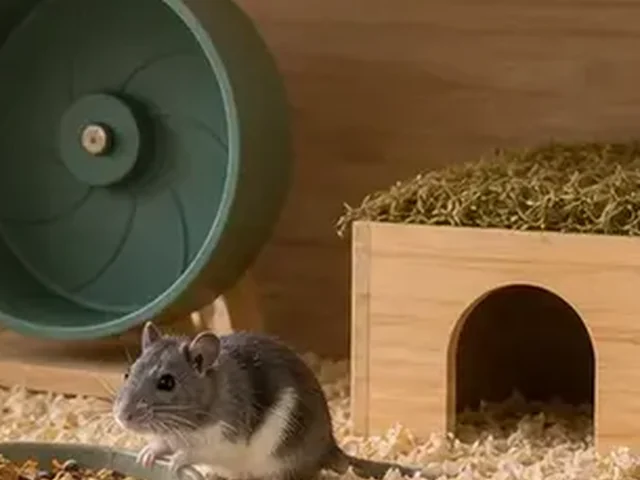Solid running wheel in a gerbil habitat.