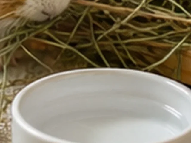 Stable water bowl and feeding area in a guinea pig habitat.