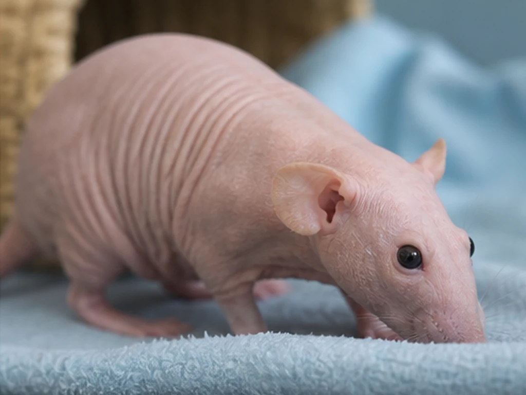 Hairless Rat care guide image for a rat setup